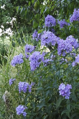 ФЛОКС  волотистий Blue
